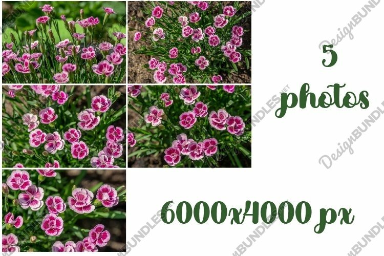 Garden Background Image 13
