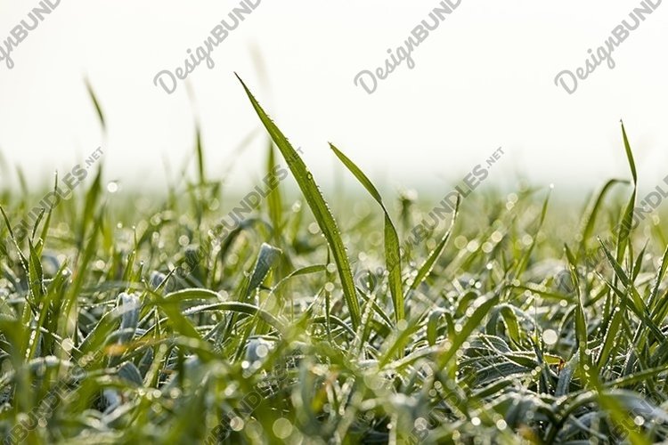 Wheat Clipart Image 24