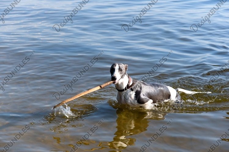 The dog carries a stick, comes out of the water example image 1