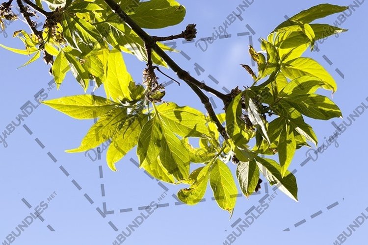 Weather Clipart Image 10