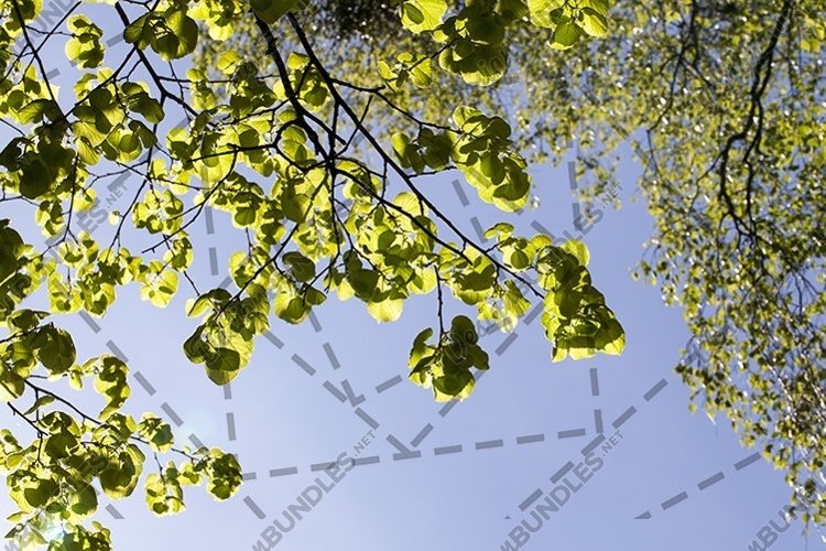 tree foliage sky example image 1