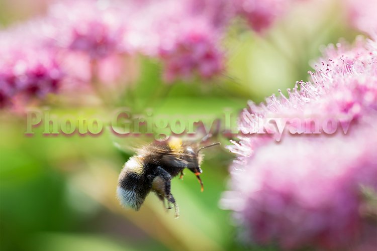 Garden Background Image 21