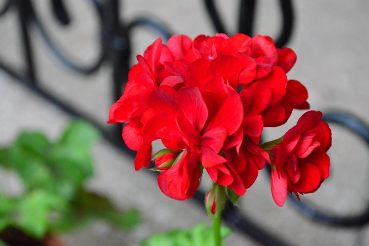 blooming flowers in the garden