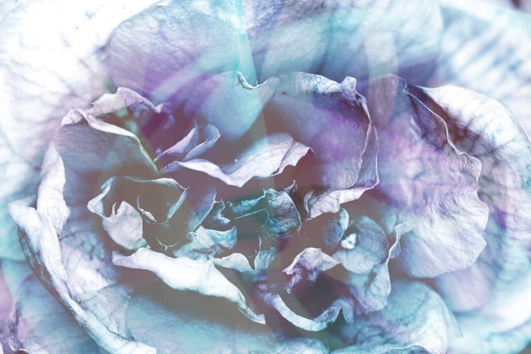 Close Up of an Abstract Blue Rose for Background example image 1