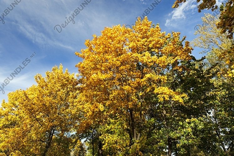 Woodland Clipart Image 17
