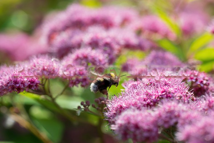 Garden Background Image 18
