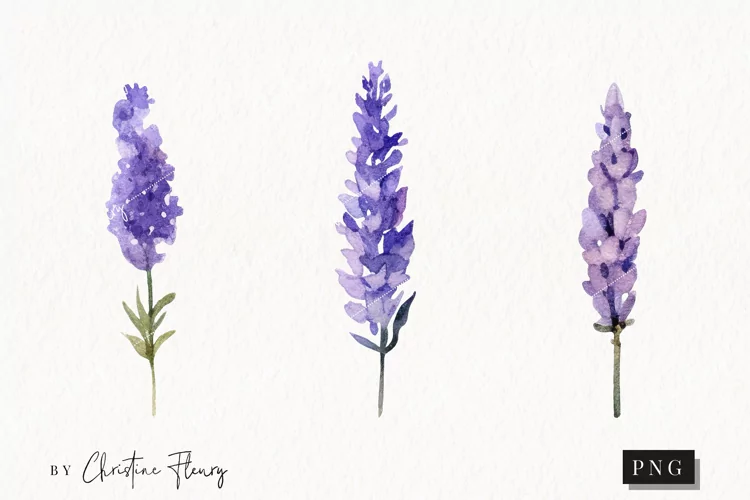 Watercolor Lavender Clipart | Flower PNG