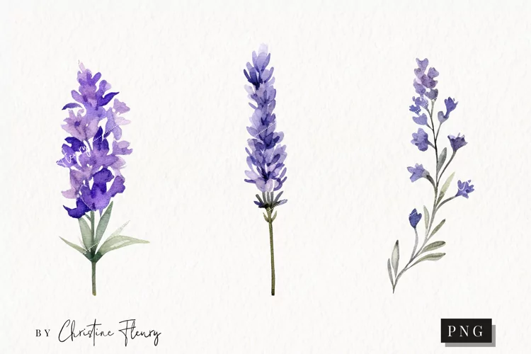 Watercolor Lavender Clipart | Flower PNG