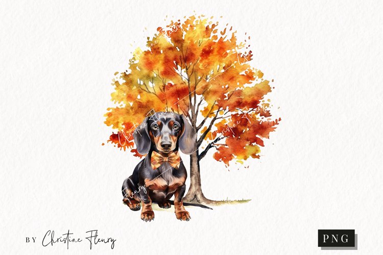 Dachshund Png Image 14