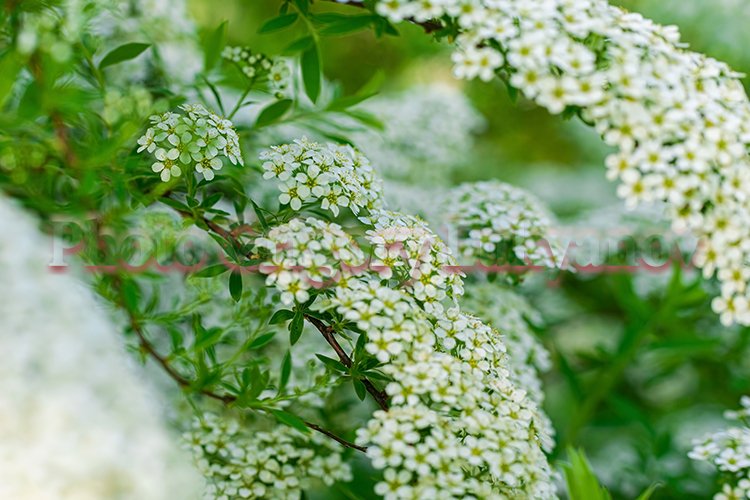 Stock Photo - Blooming white spirea on a spring day close-up