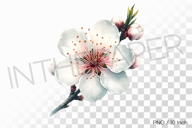 Cherry Blossom Png Image 11