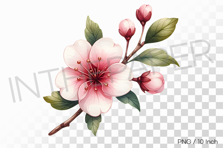 Cherry Blossom Png Image 10