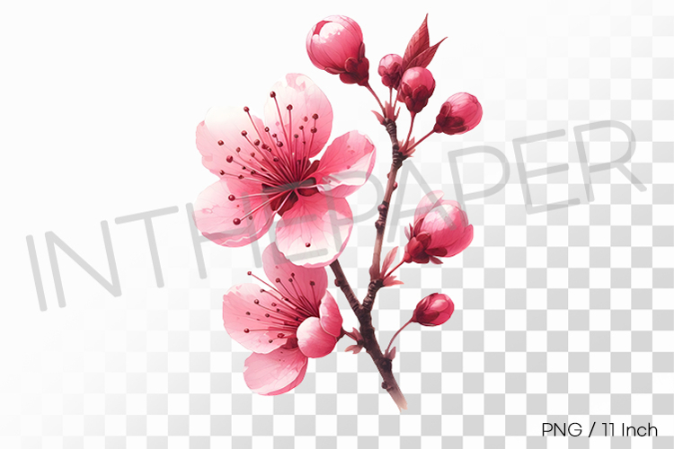 Vivid Pink Cherry Blossom PNG Clipart flower Illustration