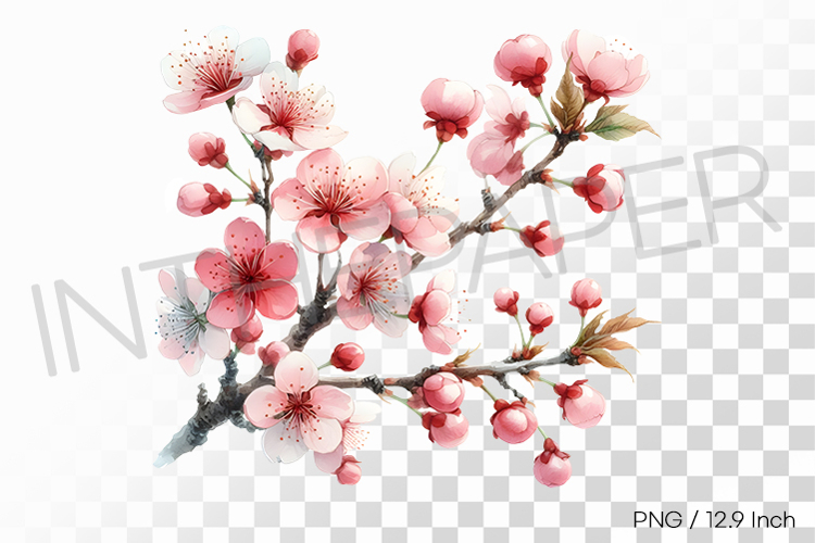 Cherry Blossom Png Image 6