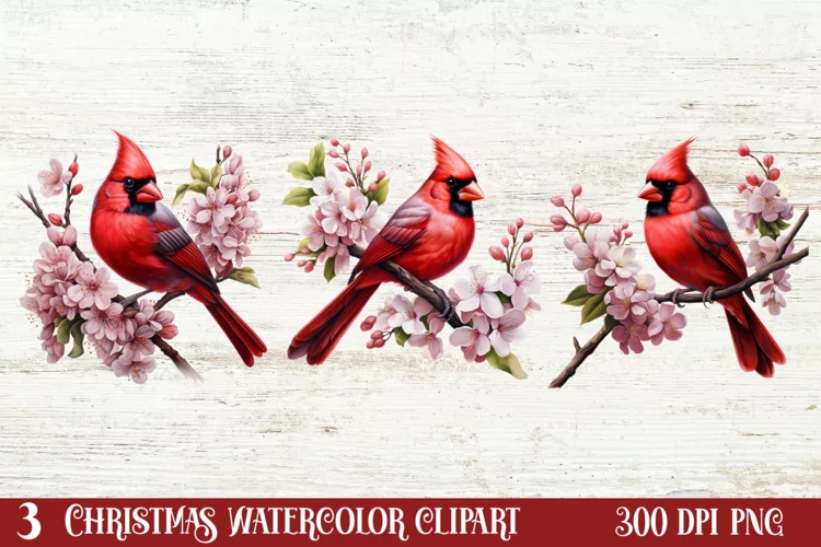 Christmas Cardinal Watercolor Clipart, Christmas Cardinal