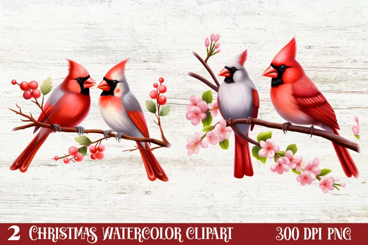 Christmas Cardinal Watercolor Clipart, Christmas Cardinal