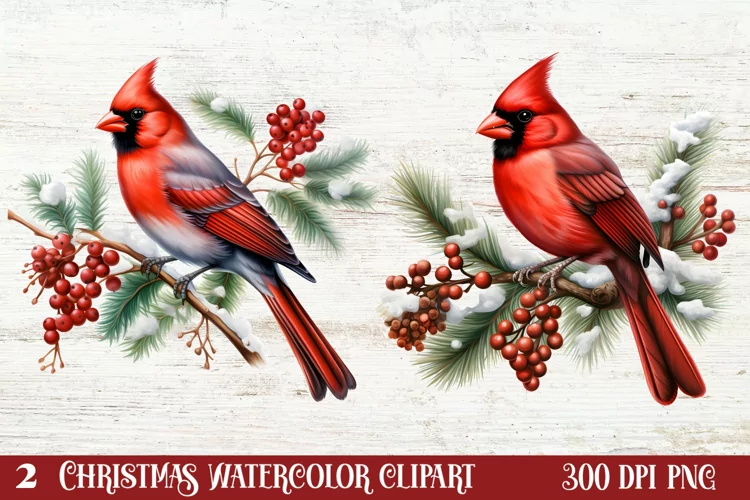 Christmas Cardinal Watercolor Clipart, Christmas Cardinal