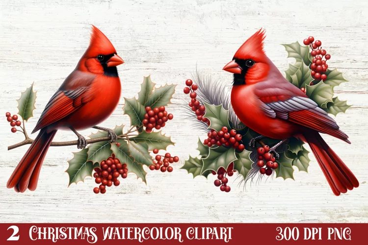 Christmas Cardinal Watercolor Clipart, Christmas Cardinal