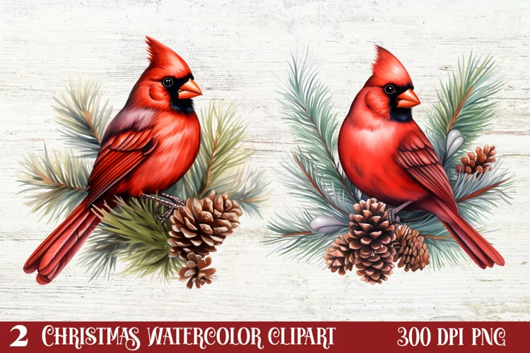 Christmas Cardinal Watercolor Clipart, Christmas Cardinal