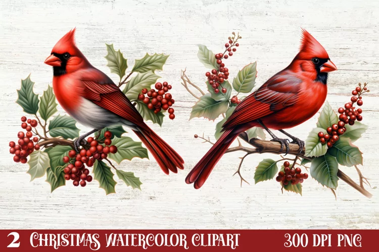 Christmas Cardinal Watercolor Clipart, Christmas Cardinal