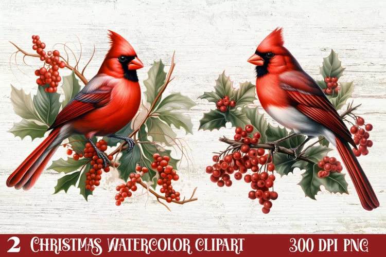 Christmas Cardinal Watercolor Clipart, Christmas Cardinal