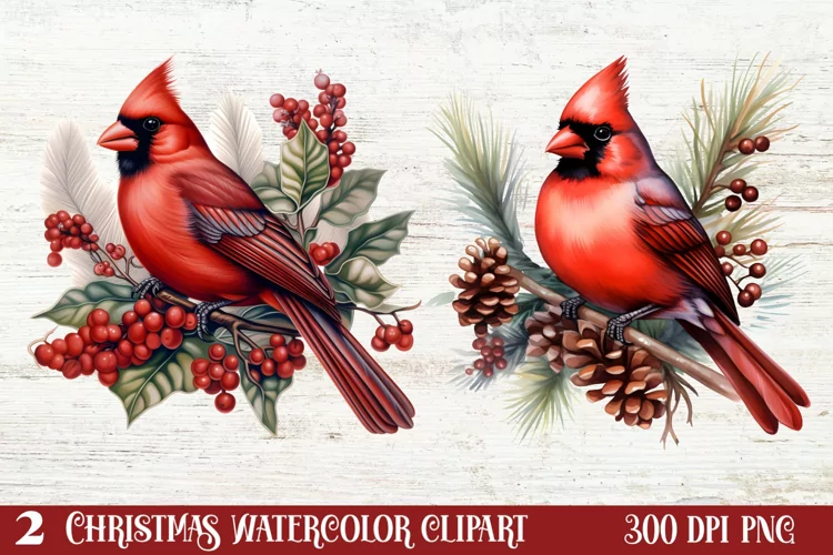 Christmas Cardinal Watercolor Clipart, Christmas Cardinal