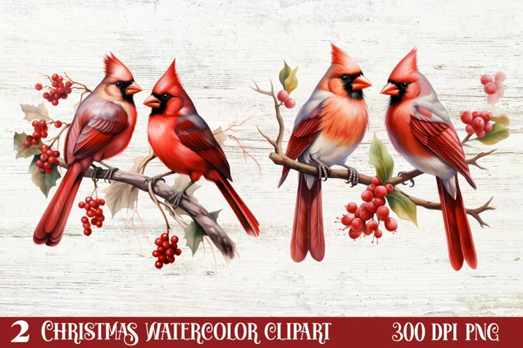 Christmas Cardinal Watercolor Clipart, Christmas Cardinal