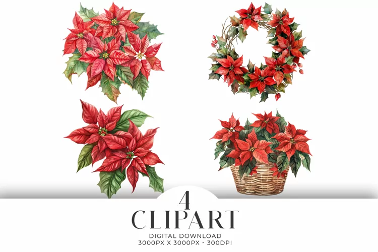 Christmas Poinsettia Illustrations Watercolor PNG