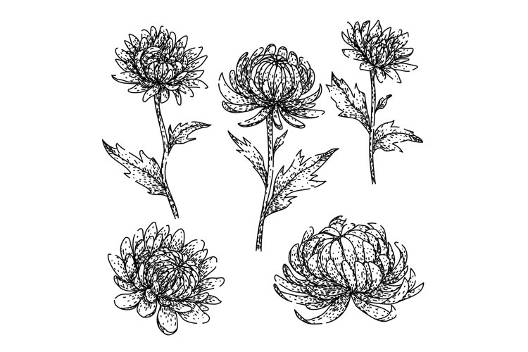 chrysanthemum set sketch hand drawn (6564489)