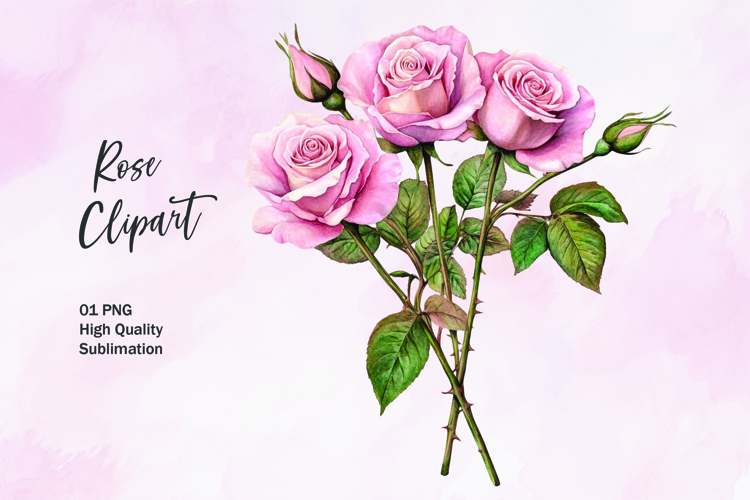 Rose Illustration Image 5