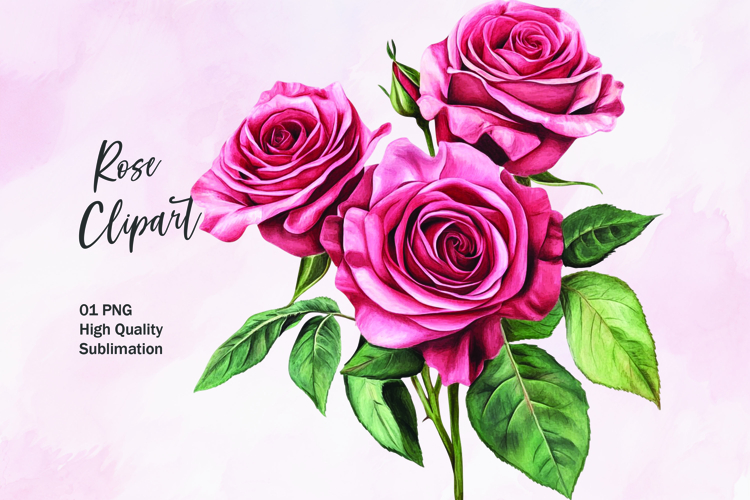 Rose Illustration Image 11