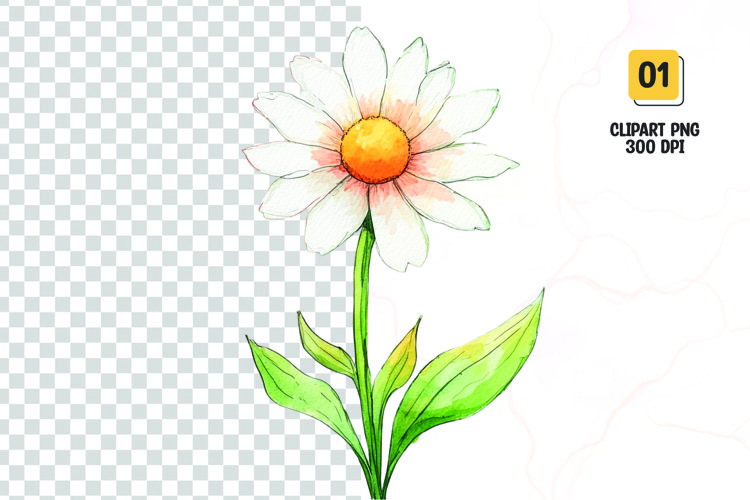 Watercolor white flower clipart sublimation png