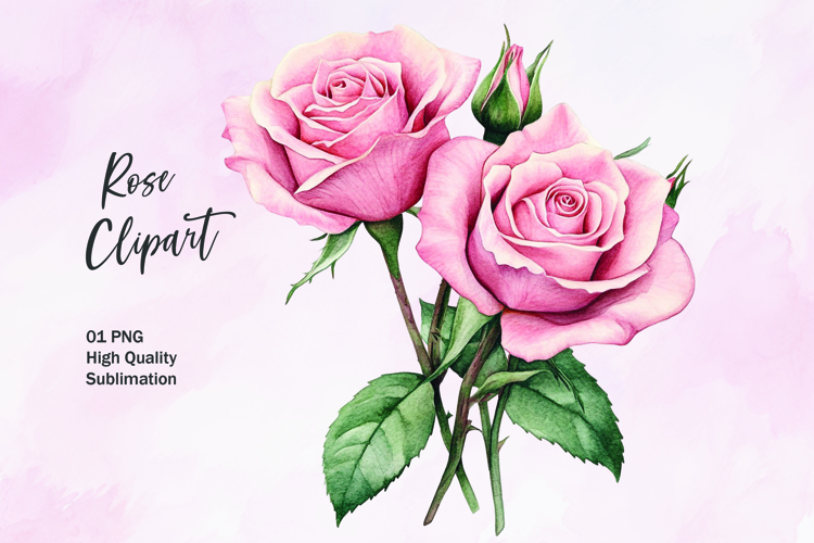 Rose Illustration