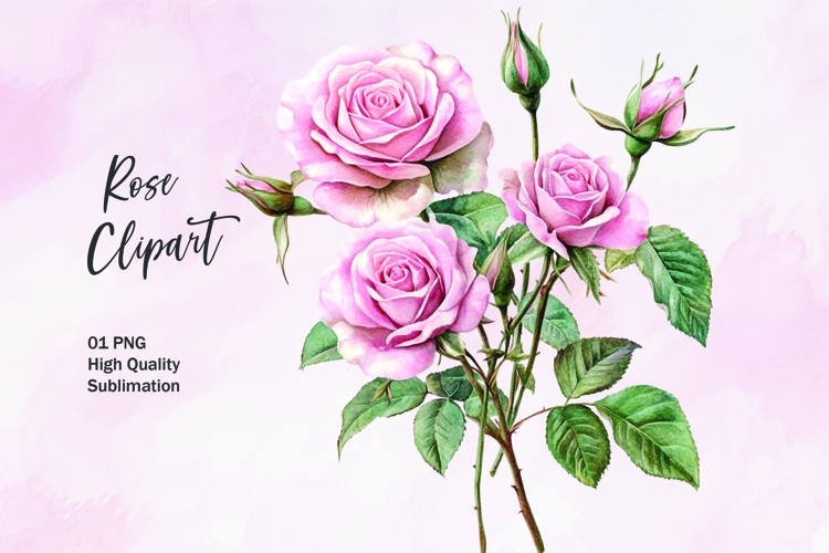 Rose Illustration Image 22