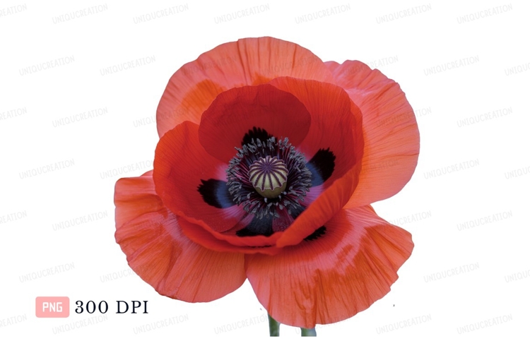 Poppy Clipart Image 2