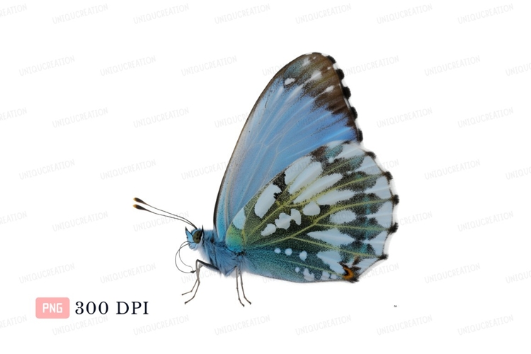 Blue Butterfly Clipart Image 24