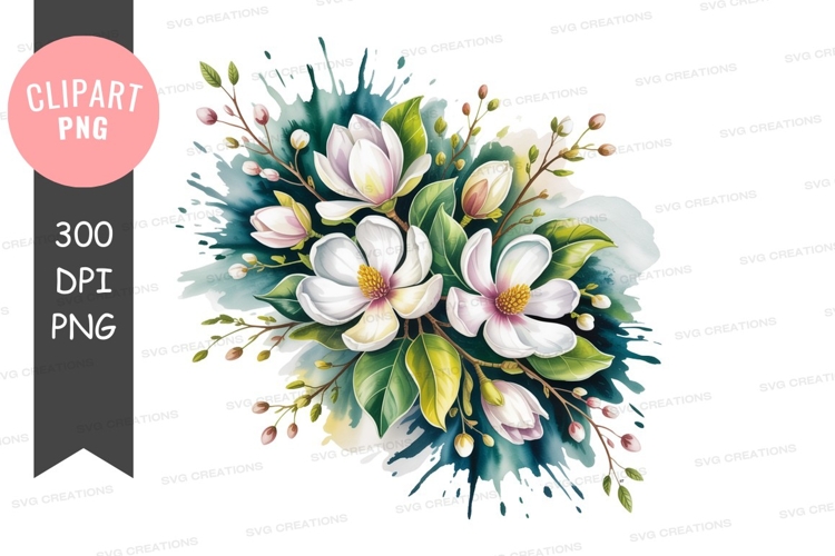 White magnolia blossoms green leaves pink buds flowers