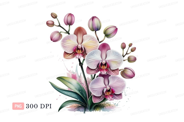 Orchid Clipart
