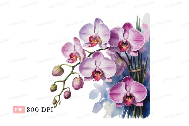 Pink orchids blooming on black purple white