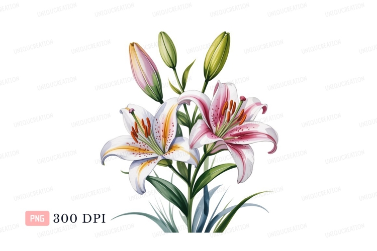 White pink lilies blooming green orange example image 1