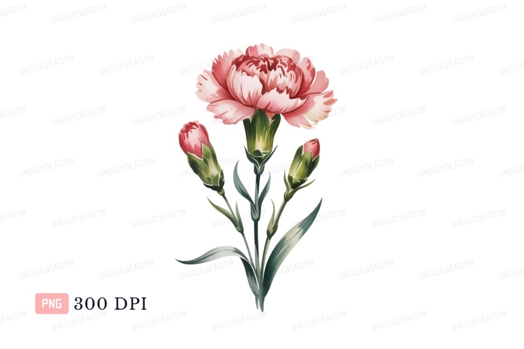 Carnation Illustration Image 16