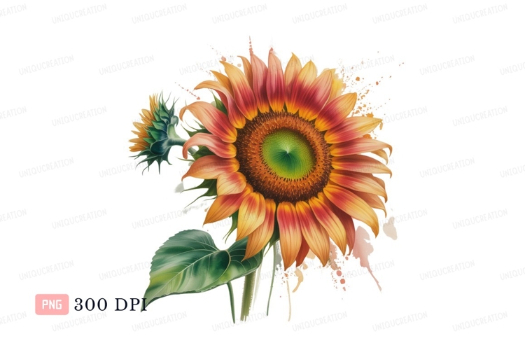 Vibrant sunflower bloom with bud petals green