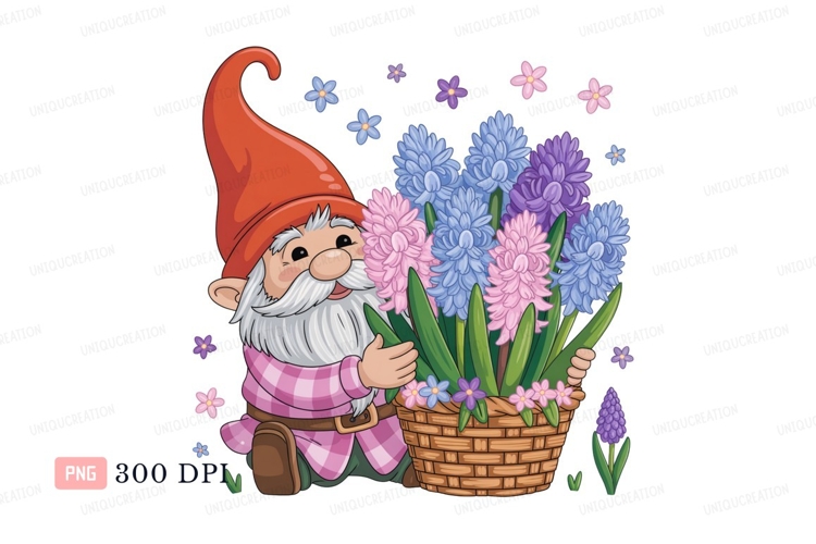 Cheerful gnome holding pink blue purple hyacinths flowers