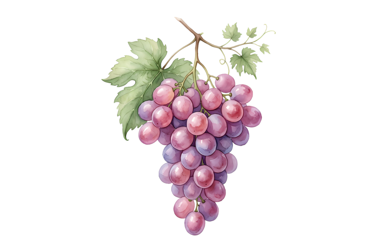 Colorful Grapes Png| Fruit Png