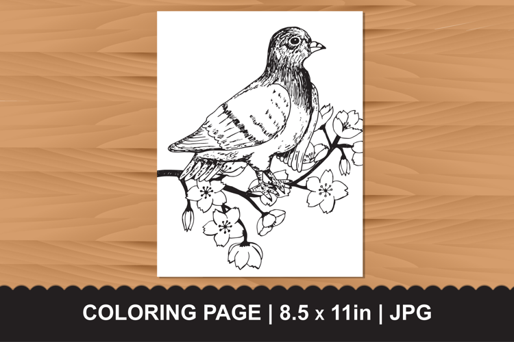 Pigeon Cherry Blossom Coloring Page JPG