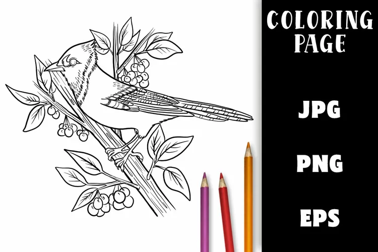 Coloring Page - Bird and Berries