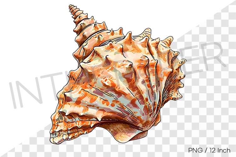 Spiky orange conch PNG clam clipart marine cartoon illust