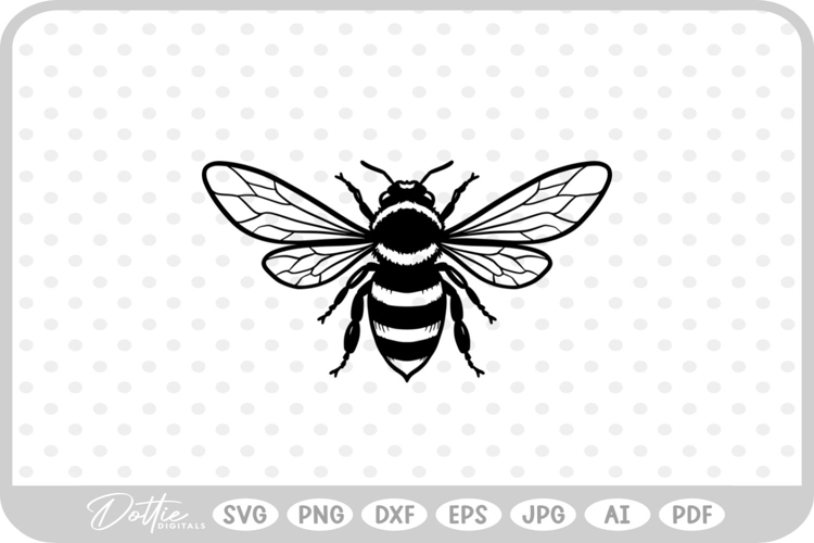 Insect Illustration Image 13