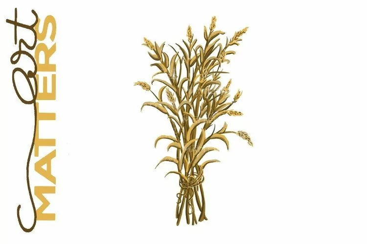 Corn Stalks - Hand Painted - 300 DPI