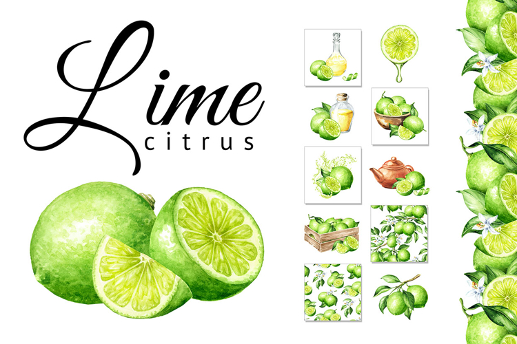 Lime citrus. Watercolor collection